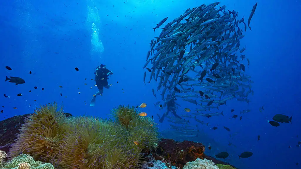 Comp Diveplanit Travel Pty Ltd