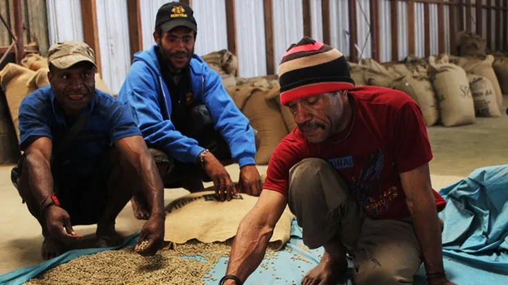 Local sorting out the coffee beans,